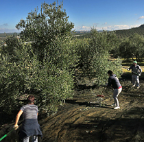 Andalucía posee 1,5 millones de hectáreas y 320.000 explotaciones olivareras (Foto EFE).