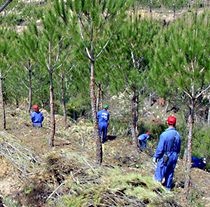 Varios trabajadores realizan labores de limpieza forestal.