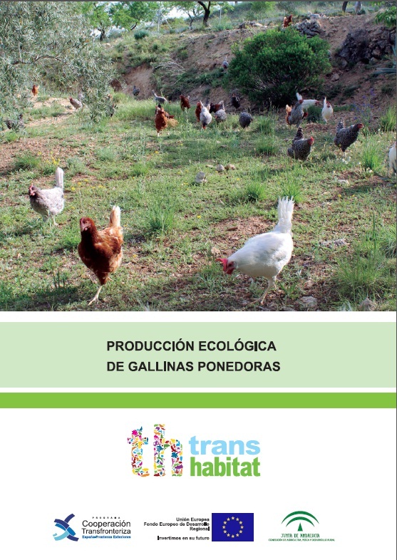 gallinas ponedoras eco.jpg