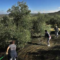 El olivar es uno de los principales cultivos beneficiados por la PAC