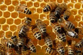 La Junta facilita el acceso a las ayudas para la apicultura con la simplificación de trámites