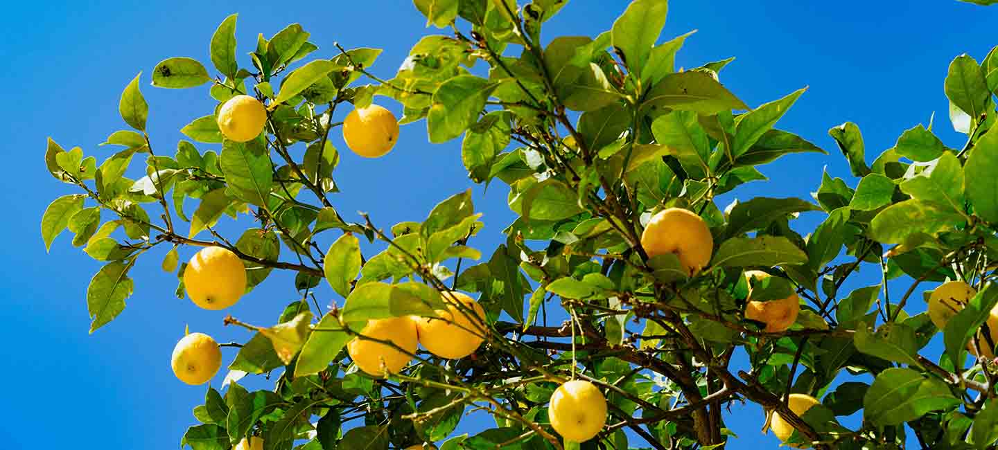 Instituto Andaluz de Investigación y Formación Agraria, Pesquera, Alimentaria y de la Producción Ecológica (ifapa)