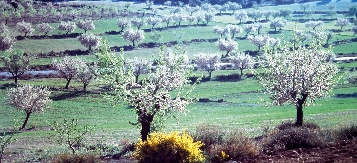 Un campo lleno de árboles en flor