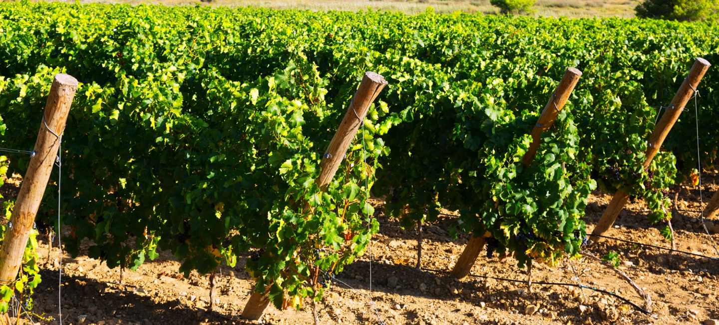 Vides en un viñedo