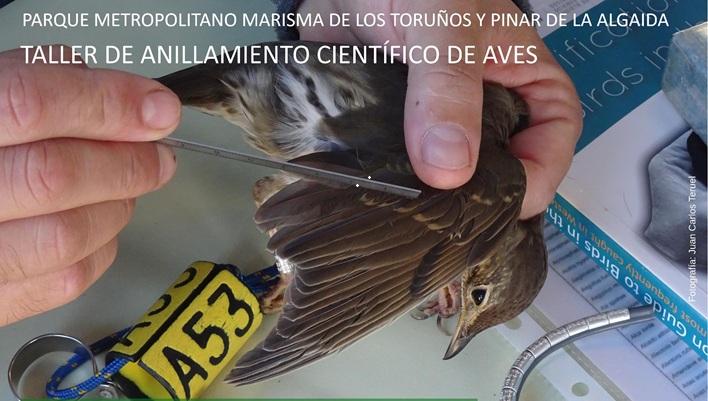 Nueva jornada de anillamiento científico de aves el 20 de septiembre en Los Toruños