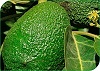 Reglamento Específico de Producción Integrada de Aguacate