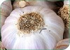 Reglamento Específico de Producción Integrada de Ajo