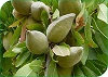 Reglamento Específico de Producción Integrada de Almendro