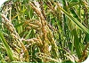 Reglamento Específico de Producción Integrada de Arroz