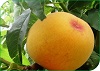 Reglamento Específico de Producción Integrada de Frutales de hueso