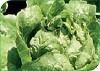 Reglamento Específico de Producción Integrada de Lechuga aire libre