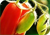 Reglamento Específico de Producción Integrada de Tomate industrial