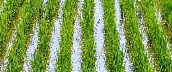 Producción Integrada de Arroz