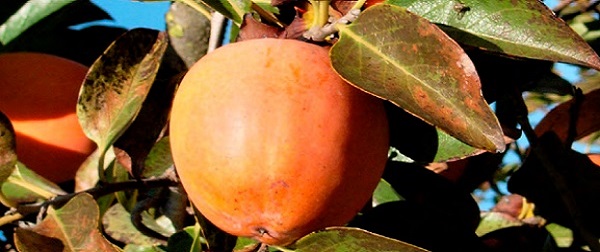 Producción Integrada de Caqui