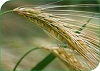 Reglamento Específico de Producción Integrada de Cereales de invierno