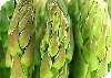 Reglamento Específico de Producción Integrada de Espárrago verde