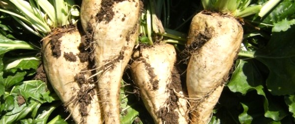 Producción Integrada de Remolacha azucarera