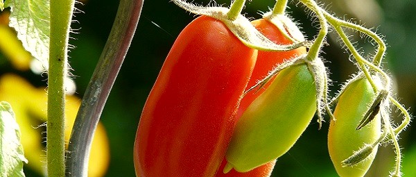 Producción Integrada de Tomate industrial