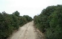 via pecuaria en Andalucía