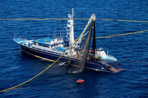 Barco pesquero