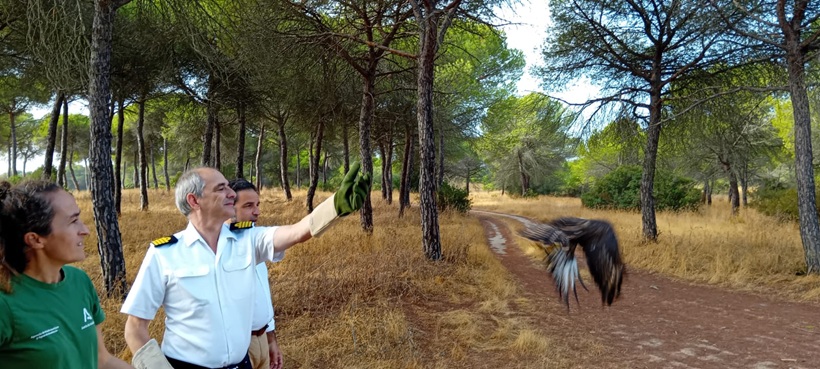 Suelta ratonero en Marismas del Odiel